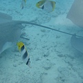 Shark and Ray Feeding2598.JPG