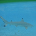 Shark and Ray Feeding2601.JPG