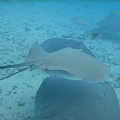 Shark and Ray Feeding2617.JPG