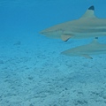 Shark and Ray Feeding2660.JPG