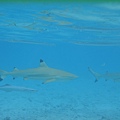 Shark and Ray Feeding2670.JPG