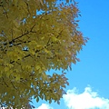 蕭瑟的黃葉與湛亮天空,色彩單純卻很鮮艷!!