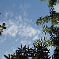 躺在草地上凝望天空，這是荔枝跟酪梨樹