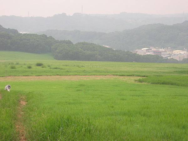 青青草原預定地