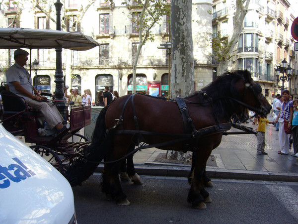 Catalunya廣場巧遇的馬車