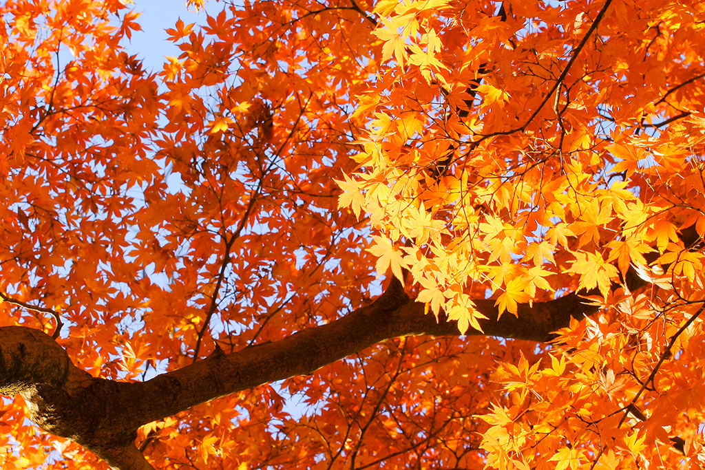 autumn-leaves_00004.jpg autumn-leaves_00004.jpg