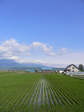 furano2