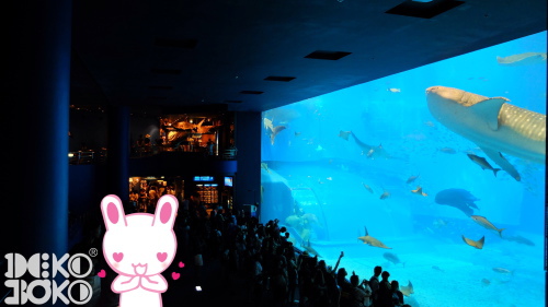 aquarium9.jpeg