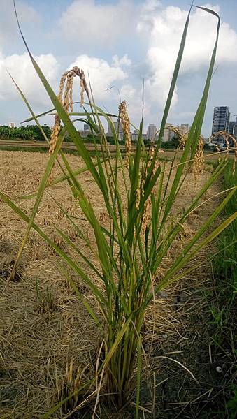 1500073772351.jpg 1500073772351.jpg