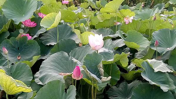 DSC_4483.JPG DSC_4483.JPG