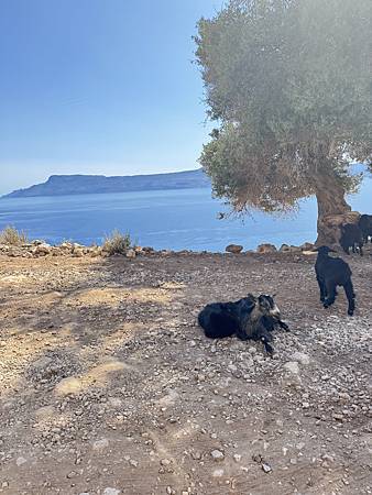 Day3 Balos Beach 驚豔的潟湖海灘: 克里特島 Day3 Balos Beach 驚豔的潟湖海灘: 克里特島