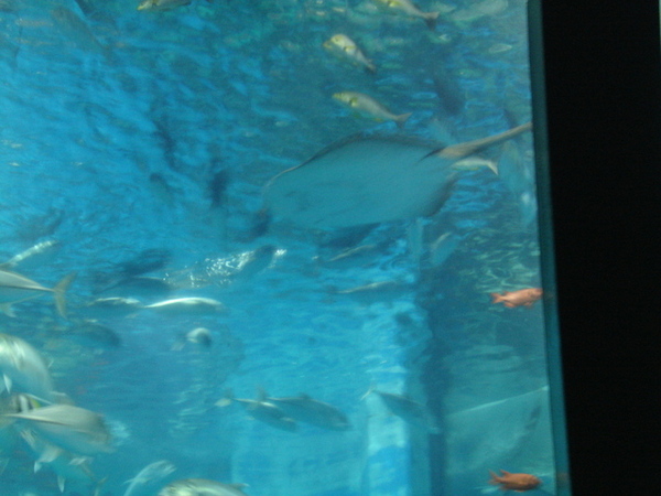 八景島水族館的魟