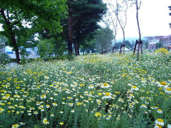 薰衣草花園Ⅲ