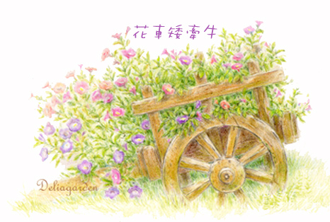 花車矮牽牛deliagarden