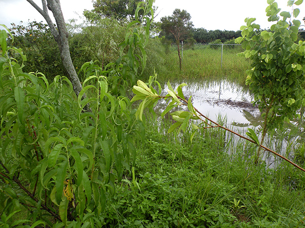 3.岸邊的羊蹄甲和澳茶都泡水了.jpg 3.岸邊的羊蹄甲和澳茶都泡水了.jpg