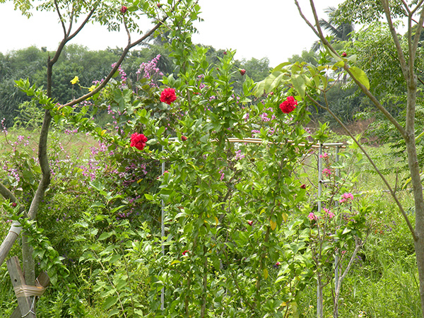 4.鵲豆絲瓜和扶桑,鄉間風情~~.jpg 4.鵲豆絲瓜和扶桑,鄉間風情~~.jpg