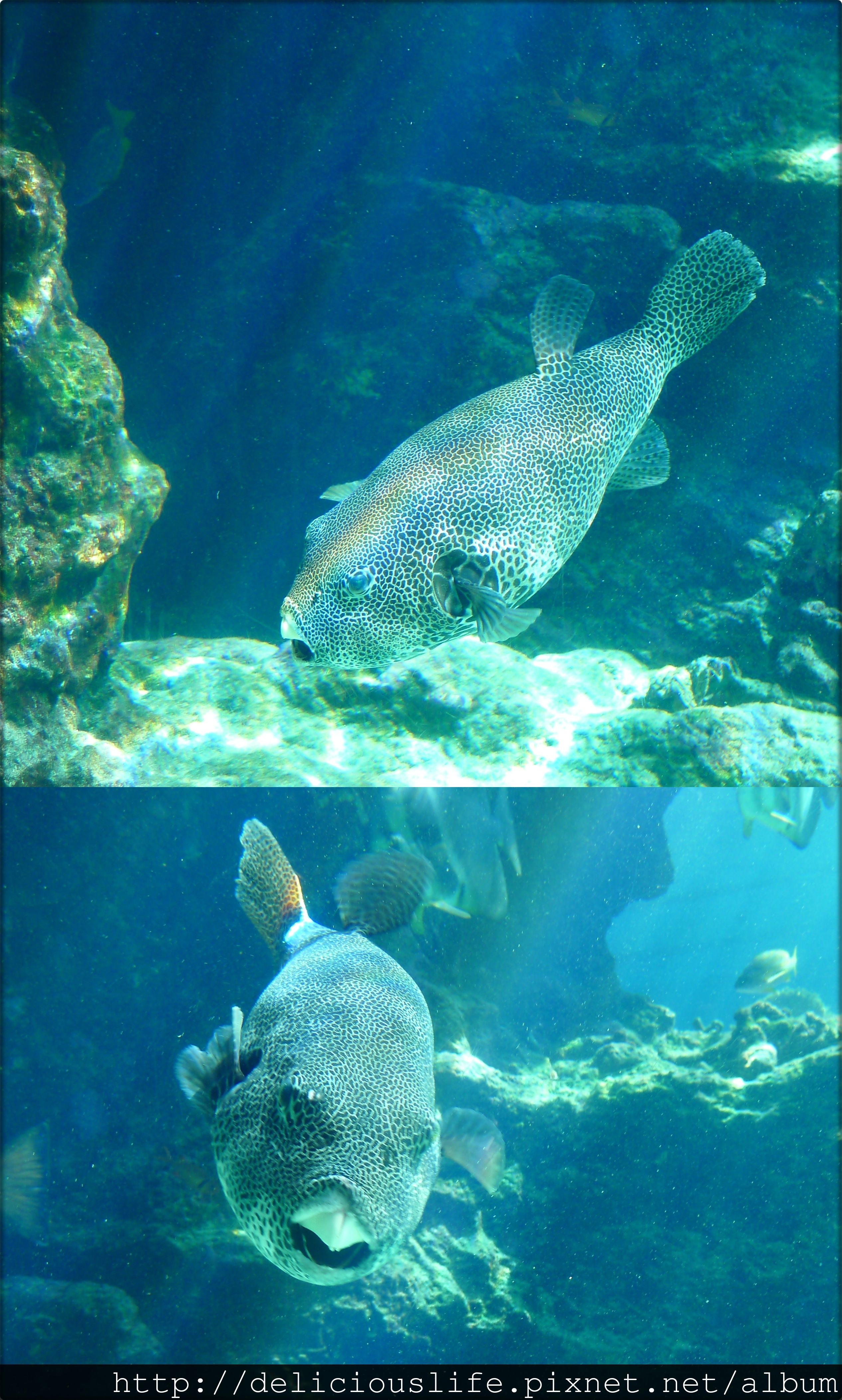 水族館-02