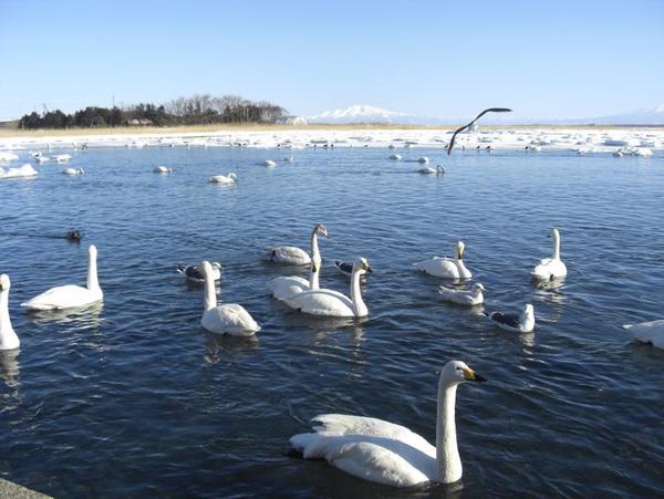 濤沸湖白鳥公園