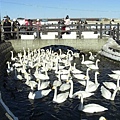 濤沸湖白鳥公園