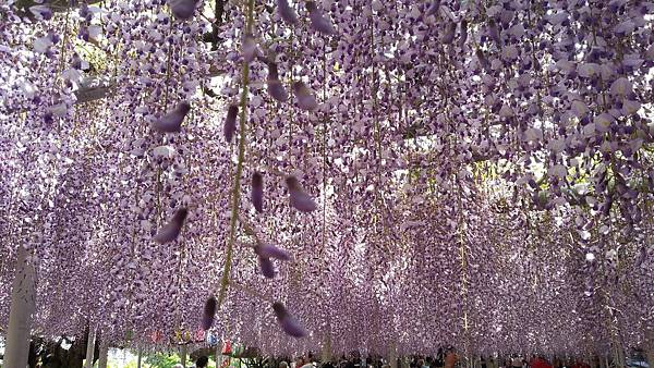 20150425_154846.JPG 20150425_154846.JPG