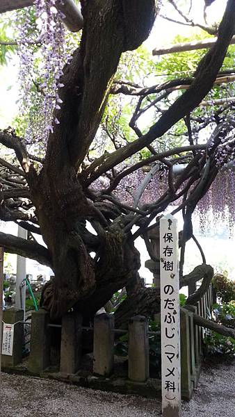 20150425_155922.JPG 20150425_155922.JPG