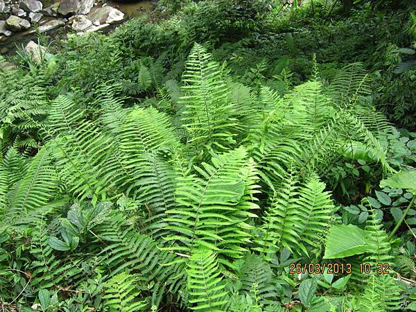 102.3.26金瓜寮溪步道 (12).JPG