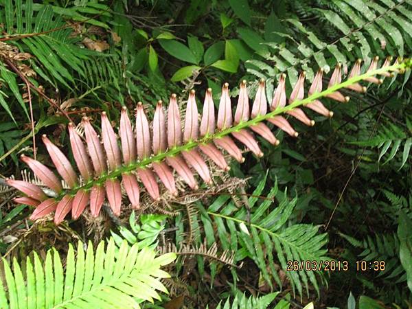 102.3.26金瓜寮溪步道 (17).JPG