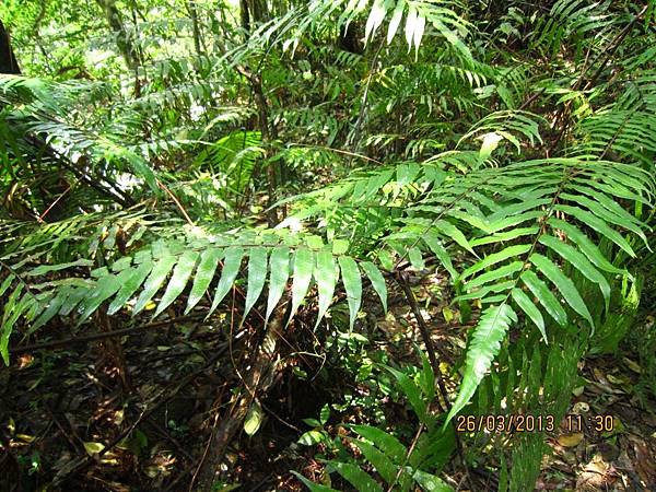 102.3.26金瓜寮溪步道 (41).JPG 102.3.26金瓜寮溪步道 (41).JPG