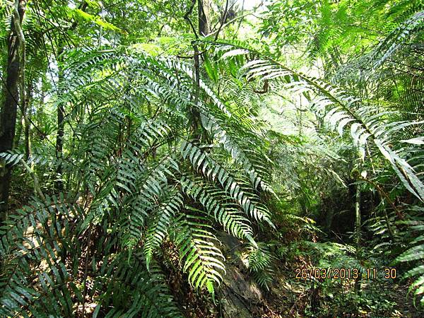 102.3.26金瓜寮溪步道 (42).JPG