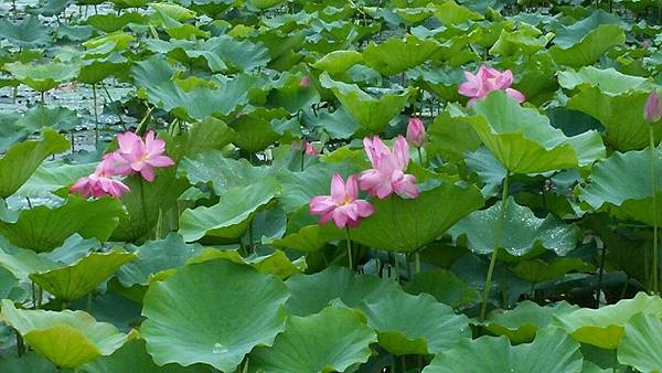 1432277657287.JPG 1432277657287.JPG