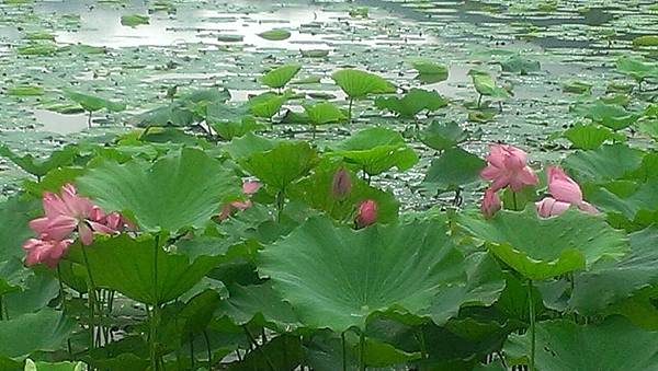 1436084258582.JPG 1436084258582.JPG