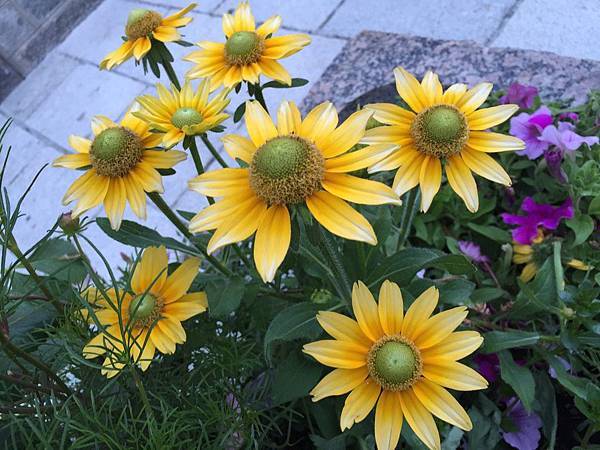 1439688652112.JPG 1439688652112.JPG