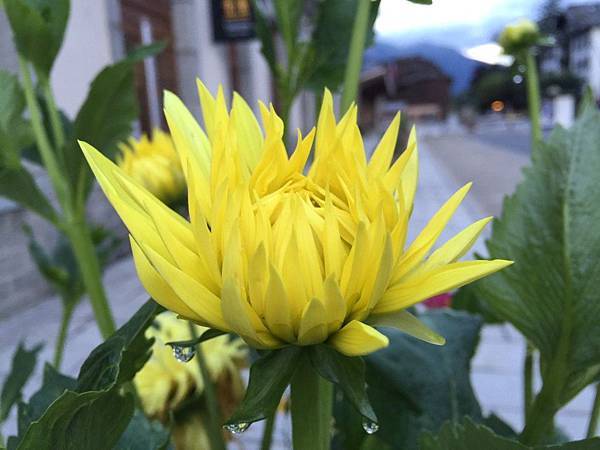 1439688644804.JPG 1439688644804.JPG