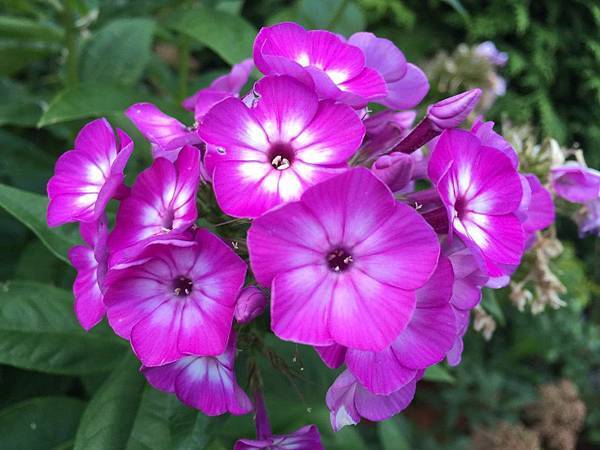 1439688669408.JPG 1439688669408.JPG