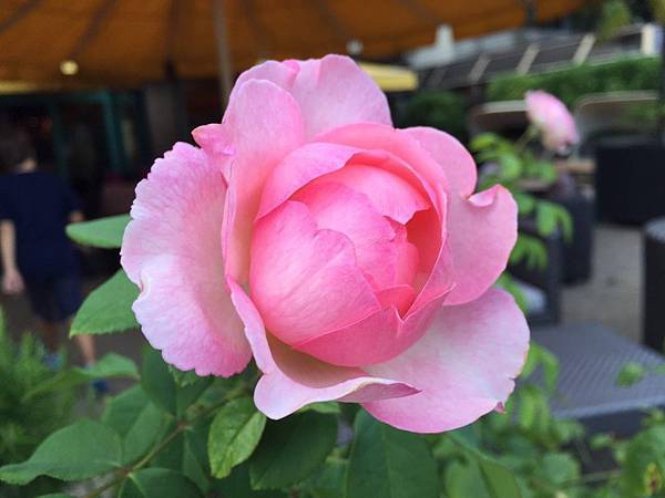 1439688709668.JPG 1439688709668.JPG