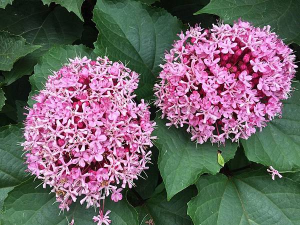 1439688716401.JPG 1439688716401.JPG