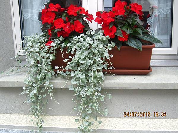 IMG_6203.JPG IMG_6203.JPG