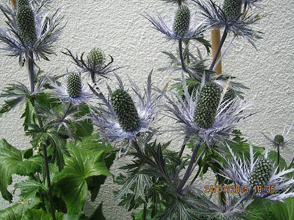 IMG_6204.JPG IMG_6204.JPG