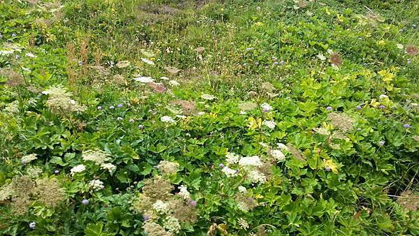 20150730_203507.JPG 20150730_203507.JPG