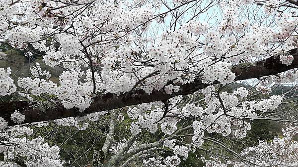 20160402_115317.JPG 20160402_115317.JPG