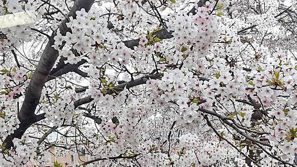 20160401_093223.JPG 20160401_093223.JPG