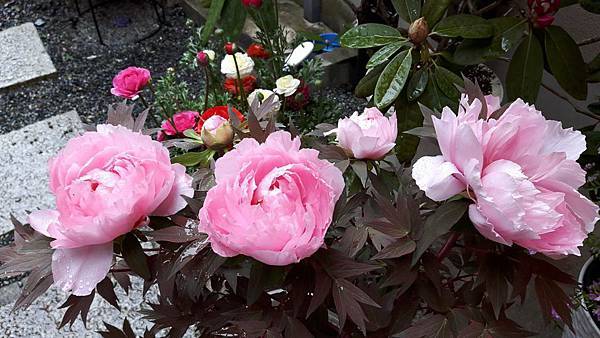 20160401_102946.JPG 20160401_102946.JPG