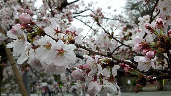 20160401_105845.JPG 20160401_105845.JPG