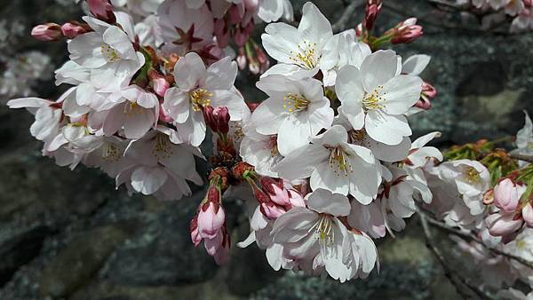 20160402_120847.JPG 20160402_120847.JPG