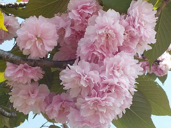 FB_IMG_1462414827012.jpg FB_IMG_1462414827012.jpg