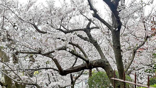 20160403_085915.JPG 20160403_085915.JPG