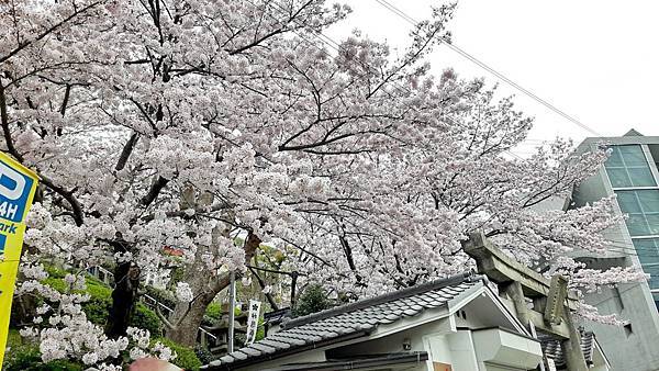 20160403_085722.JPG 20160403_085722.JPG