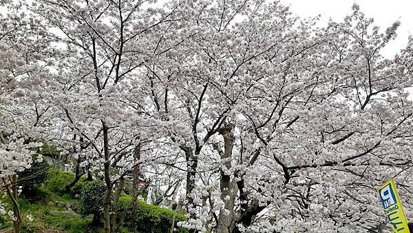 20160403_091500.JPG 20160403_091500.JPG