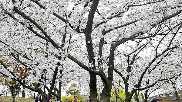 20160403_105650(0).JPG 20160403_105650(0).JPG