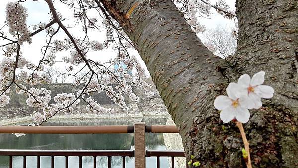 20160403_142416.JPG 20160403_142416.JPG